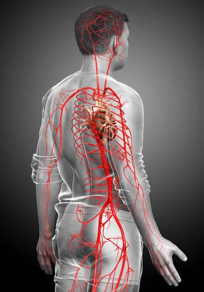 Reso Illustrazione Clinicamente Accurata Delle Arterie Maschili — Foto Stock