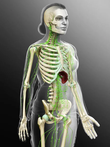 Rendered Medically Accurate Illustration Female Lymphatic System — Stock Photo, Image