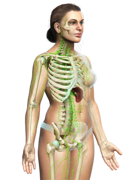 Medisch Nauwkeurige Illustratie Van Een Vrouwelijk Lymfestelsel — Stockfoto