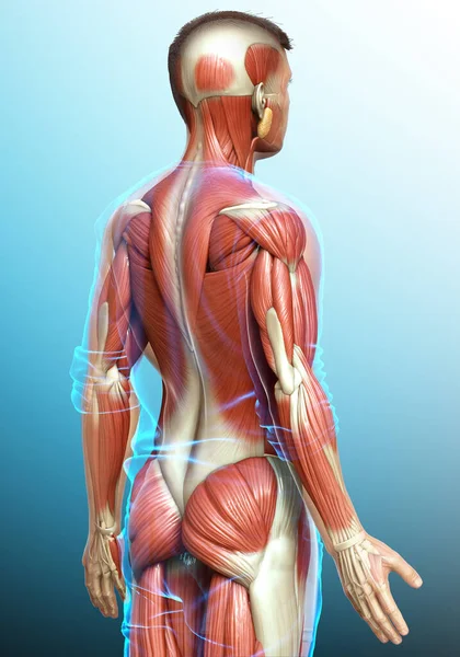 Renderizado Ilustração Medicamente Precisa Sistema Muscular Masculino — Fotografia de Stock