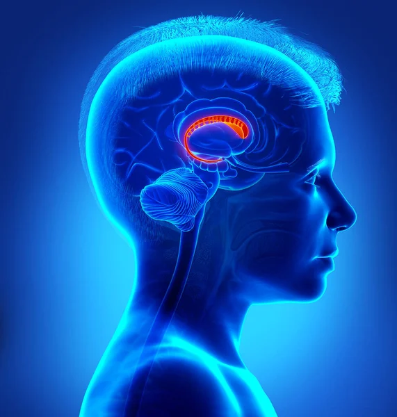 Rendered Medically Accurate Illustration Young Boy Brains Anatomy Caudate Nucleus — Stock Photo, Image
