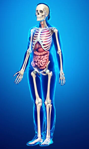 Rendered Medically Accurate Illustration Female Internal Organs Skeleton Syste — Stock Photo, Image