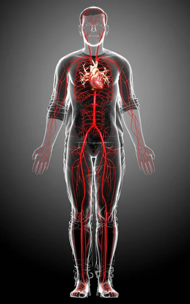 Gerenderte Medizinisch Korrekte Darstellung Männlicher Arterien — Stockfoto