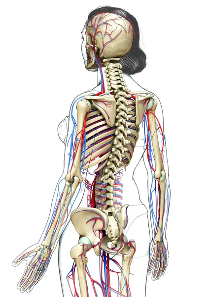 Medisch Nauwkeurige Illustratie Van Vrouwelijke Bloedsomloop Skelet Systeem — Stockfoto