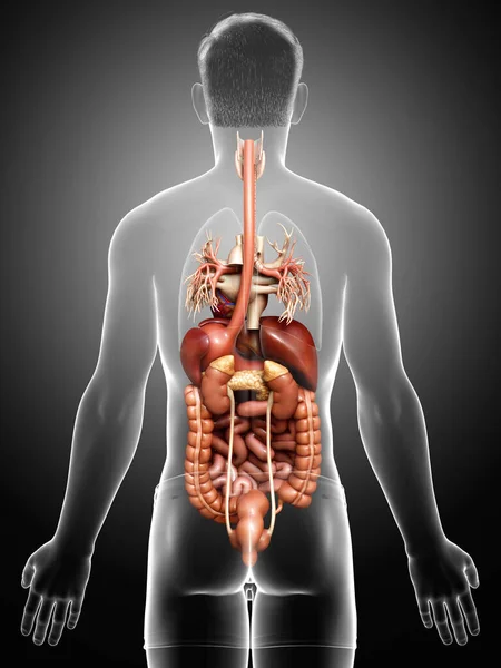 Reso Illustrazione Clinicamente Accurata Maschio Digestive Syste — Foto Stock