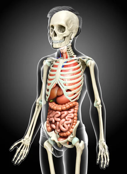 Rendered Medically Accurate Illustration Boy Internal Organs Skeleton Syste — Stock Photo, Image