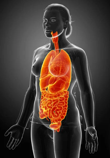 3D对女性高光内脏器官进行了精确的医学描述 — 图库照片