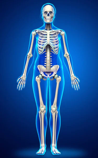 Rendered Medically Accurate Illustration Female Skeleton System — Stock Photo, Image