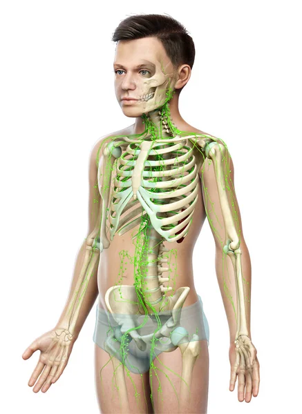 Rendered Medically Accurate Illustration Young Boy Lymphatic System — Stock Photo, Image