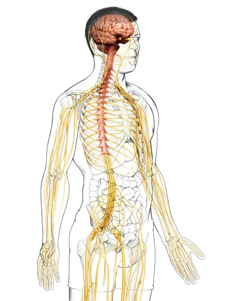 Renderizado Ilustración Médicamente Precisa Del Sistema Nervioso Sistema Esquelético —  Fotos de Stock