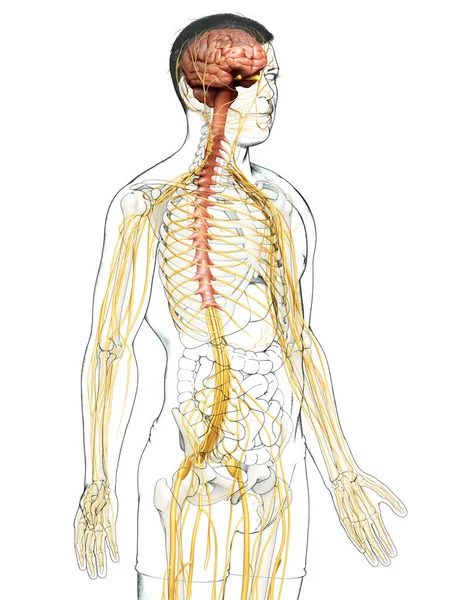 Gjorde Medicinskt Korrekt Illustration Nervsystemet Och Skelettet — Stockfoto