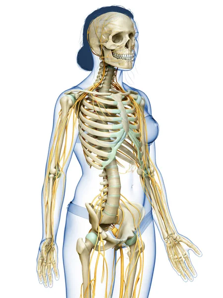 Medisch Nauwkeurige Illustratie Van Een Vrouwelijk Zenuwstelsel Skeletsysteem — Stockfoto