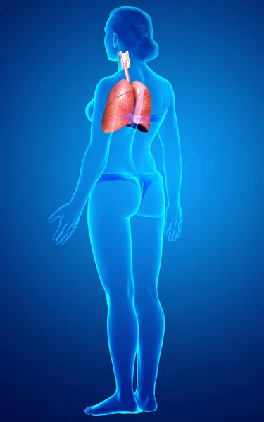 Renderizado Ilustración Médicamente Precisa Una Anatomía Pulmonar Femenina — Foto de Stock