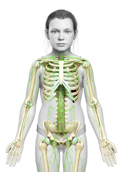 Rendered Medically Accurate Illustration Young Girl Lymphatic System — Stock Photo, Image