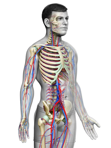 Rendered Medically Accurate Illustration Male Circulatory Skeleton System — Stock Photo, Image