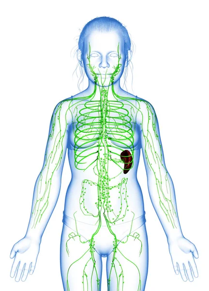 Medisch Nauwkeurige Illustratie Van Een Jong Meisje Lymfatisch Systeem — Stockfoto