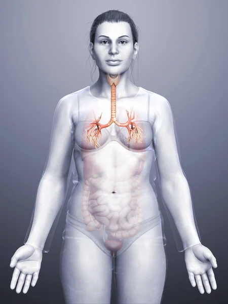 3D illustration of Larynx Trachea Bronchi Part of Respiratory System.