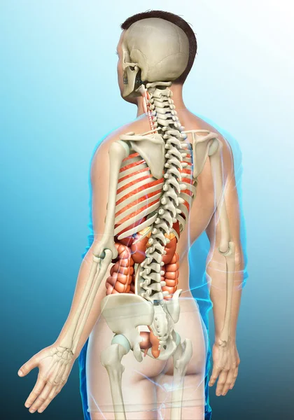 Provedená Lékařsky Přesná Ilustrace Mužských Vnitřních Orgánů Kosterního Systému — Stock fotografie