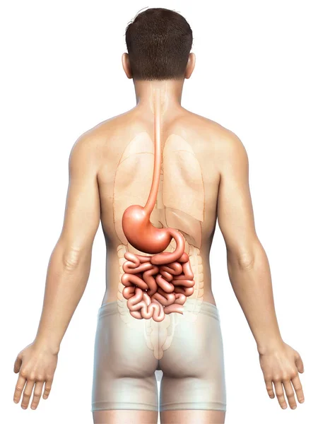 Renderizado Ilustração Medicamente Precisa Estômago Masculino Intestino Delgado — Fotografia de Stock