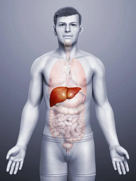3Dレンダリング 男性の肝臓解剖学の医学的に正確なイラスト — ストック写真