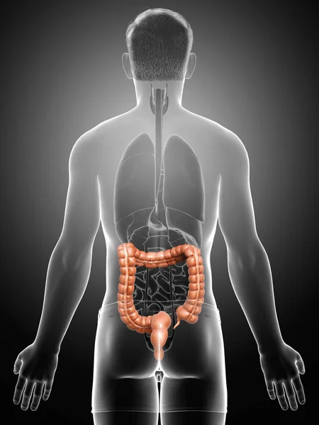 3Dレンダリング 男性大腸の解剖学の医学的に正確なイラスト — ストック写真
