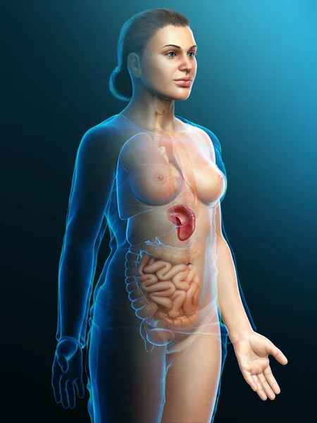 Renderizado Ilustración Médicamente Precisa Una Anatomía Del Bazo Femenino — Foto de Stock