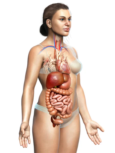 Оказана Медицинская Точная Иллюстрация Женской Пищеварительной Системы Сердца — стоковое фото