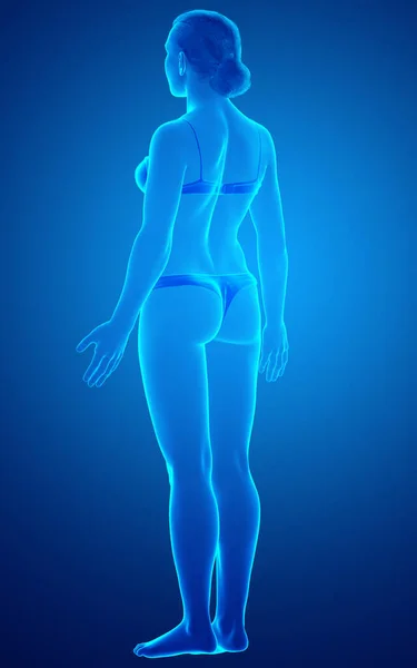 Kadın Vücudunun Çizimi — Stok fotoğraf