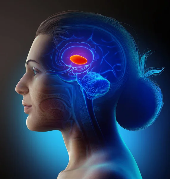 3Dは女性の脳解剖学の医学的に正確なイラストをレンダリングしました タラムス ストック画像