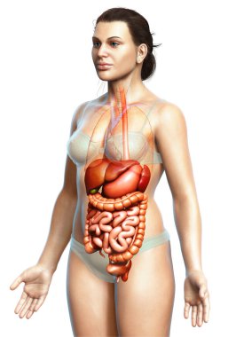 3D, kadınların sindirim sisteminin tıbben doğru bir gösterimi.