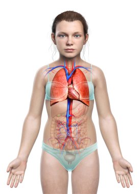 3 boyutlu, tıbbi olarak genç bir kızın akciğer anatomisini gösteriyor.