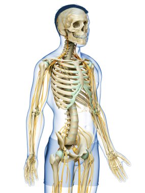 3D, sinir sistemi ve iskelet sisteminin tıbbi olarak doğru bir gösterimi.