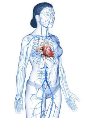 Dişi dolaşım sisteminin 3D çizimi