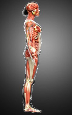 3D, tıbbi olarak kadın anatomisini doğruluyor.