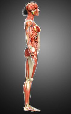 3D, tıbbi olarak kadın anatomisini doğruluyor.