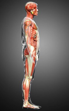 3D, tıbbi olarak erkek anatomisini doğruluyor.