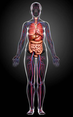 3D, kadın iç organlarının ve dolaşım sisteminin tıbben doğru bir çizimi.