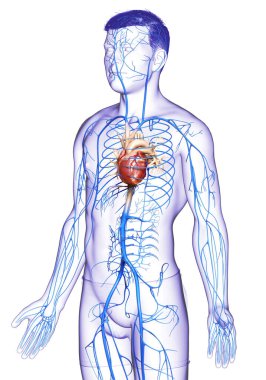3D, erkek damar anatomisini tıbben doğru gösteriyor.
