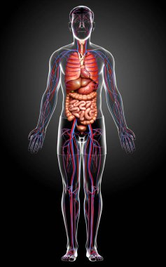 3D, erkek iç organlarının ve dolaşım sisteminin tıbben doğru çizimi.