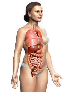 3D tıbbi olarak kadın iç organlarının doğru çizimi 