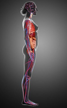 3D, kadın iç organlarının ve dolaşım sisteminin tıbben doğru bir çizimi.