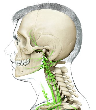 3D, erkek yüzü lenf sistemi ve iskelet sisteminin tıbben doğru bir gösterimi.