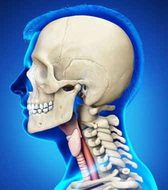 3D, kadın gırtlak anatomisini tıbben doğru gösteriyor. 