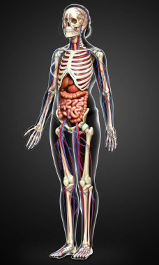 3D, kadın iç organlarının, iskeletinin ve dolaşım sisteminin tıbben doğru bir çizimi.