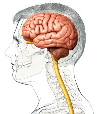 3D, erkek beyin anatomisini tıbben doğru gösteriyor.