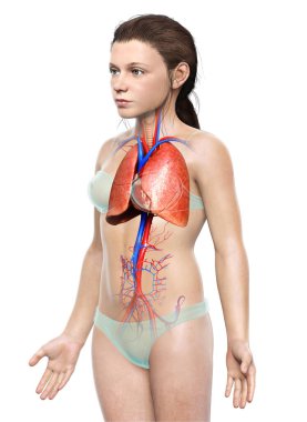 3 boyutlu, tıbbi olarak genç bir kızın akciğer anatomisini gösteriyor.