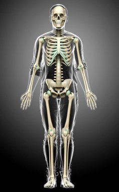 3D üretilmiş, tıbben doğru bir erkek iskelet sistemi.