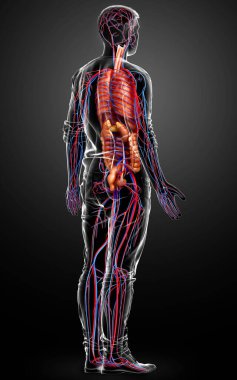3D, erkek dolaşım sisteminin ve iç organlarının tıbben doğru bir gösterimi.