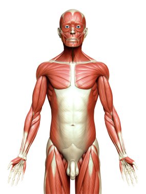 3D, erkek kas sisteminin tıbben doğru bir gösterimi.