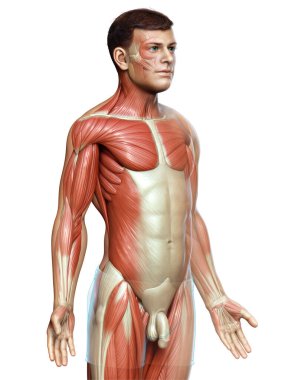 3D, erkek kas sisteminin tıbben doğru bir gösterimi.